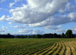 How to grow communal land use 